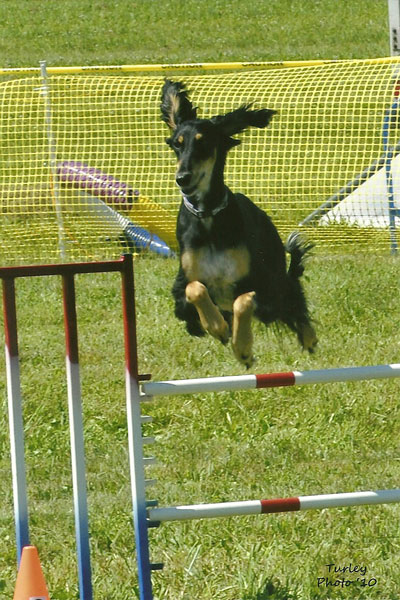 Bacchus agility SCOA 2010 National.