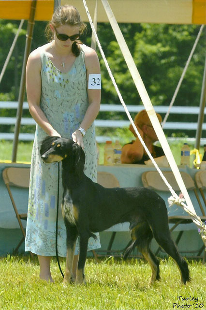 Einstein in Coursing Dog Class.