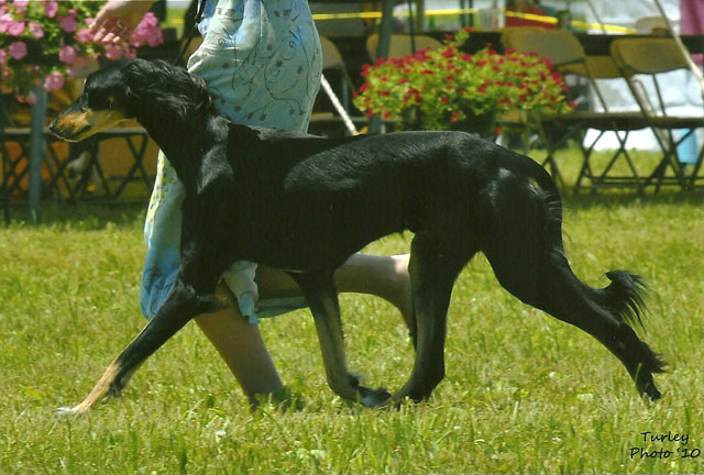 Einstein in Coursing Dog Class