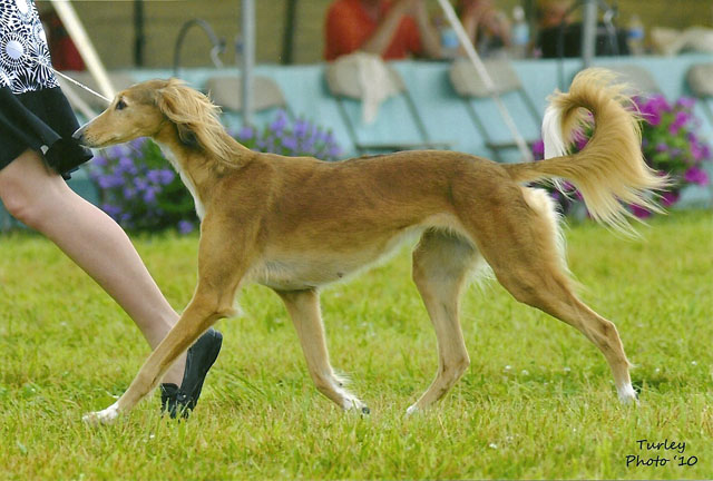 Gigi in the Coursing Bitch class