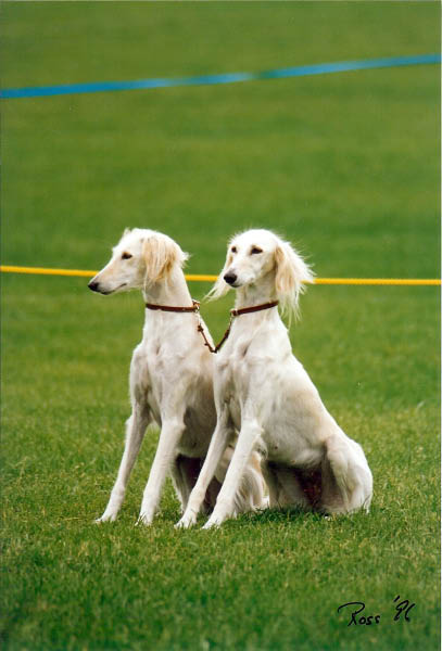 Obedience brace sit exercise