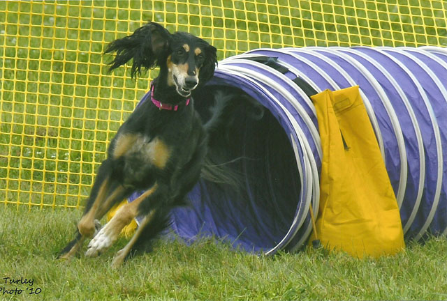 Joli in Agility