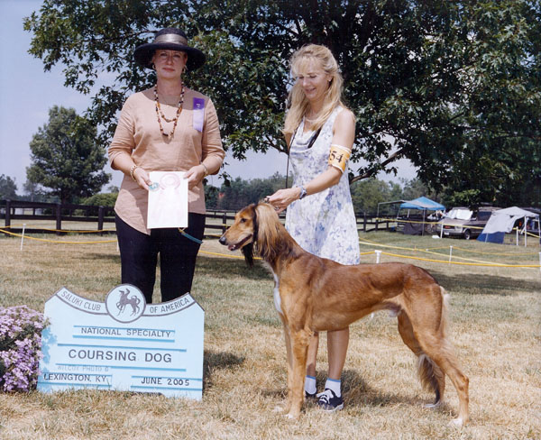 Coursing Dog Winner