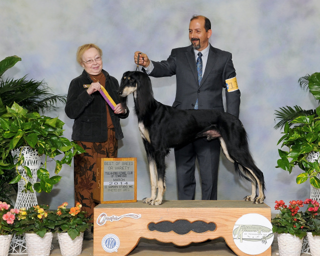 Mercury Best of Breed