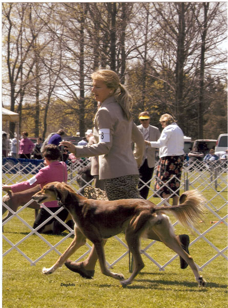 Merlot moving in the ring with Kathy