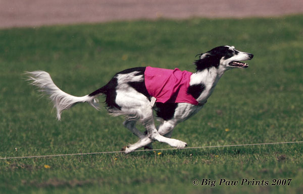 Nebbi in pink