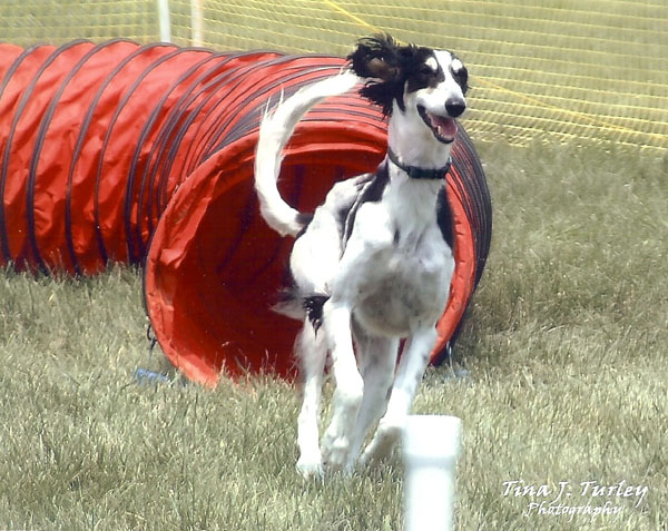 Nebbi coming out of the tunnel