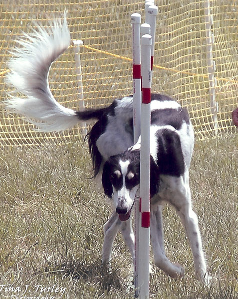 Nebbi in the weaves 2004