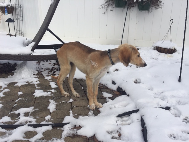 Oonagh's First Snow