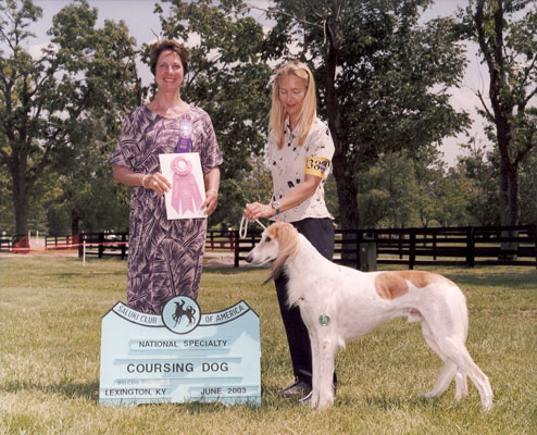 Sangi Wins Coursing Dog 2003