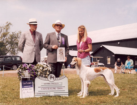 Sangi Coursing Dog Placement