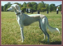 Skye at a field trial