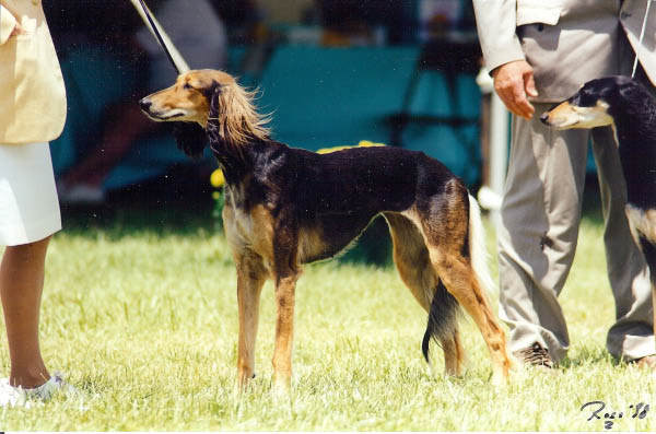 Tika in the ring at the National