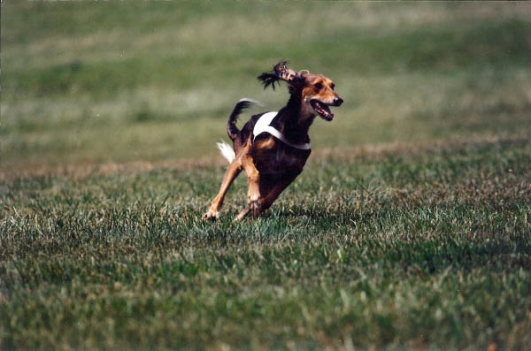 Tika in the field