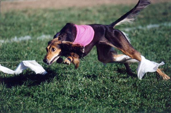 Tika gets the bunny