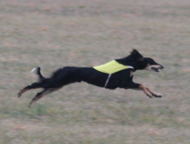 Tobin lure coursing