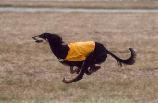 Tobin lure coursing