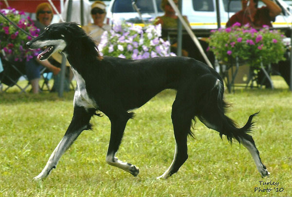 Vesta Futurity class