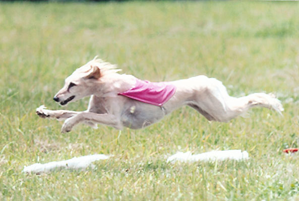 Winters flying over bunnies