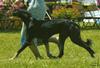 Einstein in Coursing Dog Class