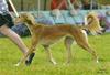 Gigi in the Coursing Bitch class