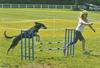 Mercury in agility