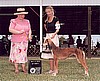 Best of Breed win