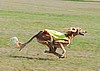 Mulan Lure Coursing