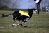 Ranger Lure Coursing