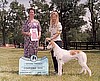 Sangi Wins Coursing Dog 2003