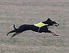 Tobin lure coursing