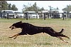 Tobin practicing lure coursing