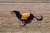 Tobin lure coursing