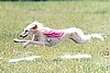 Winters flying over bunnies